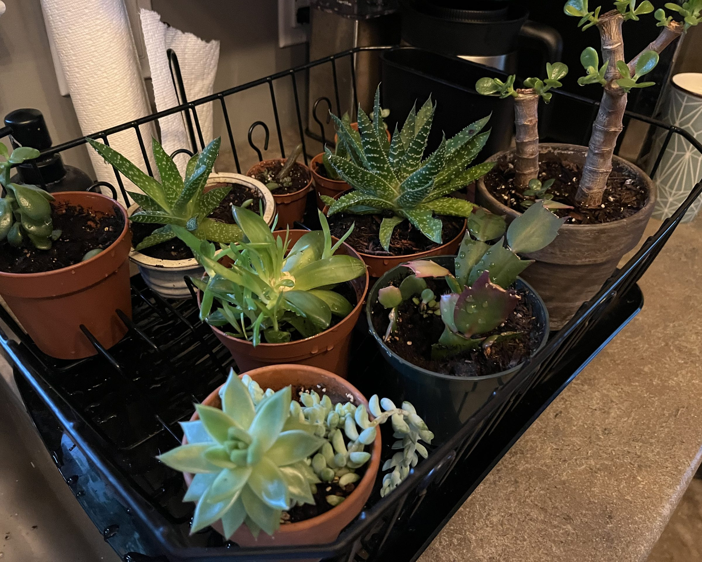 plants in a dry rack beside a kitchen sink