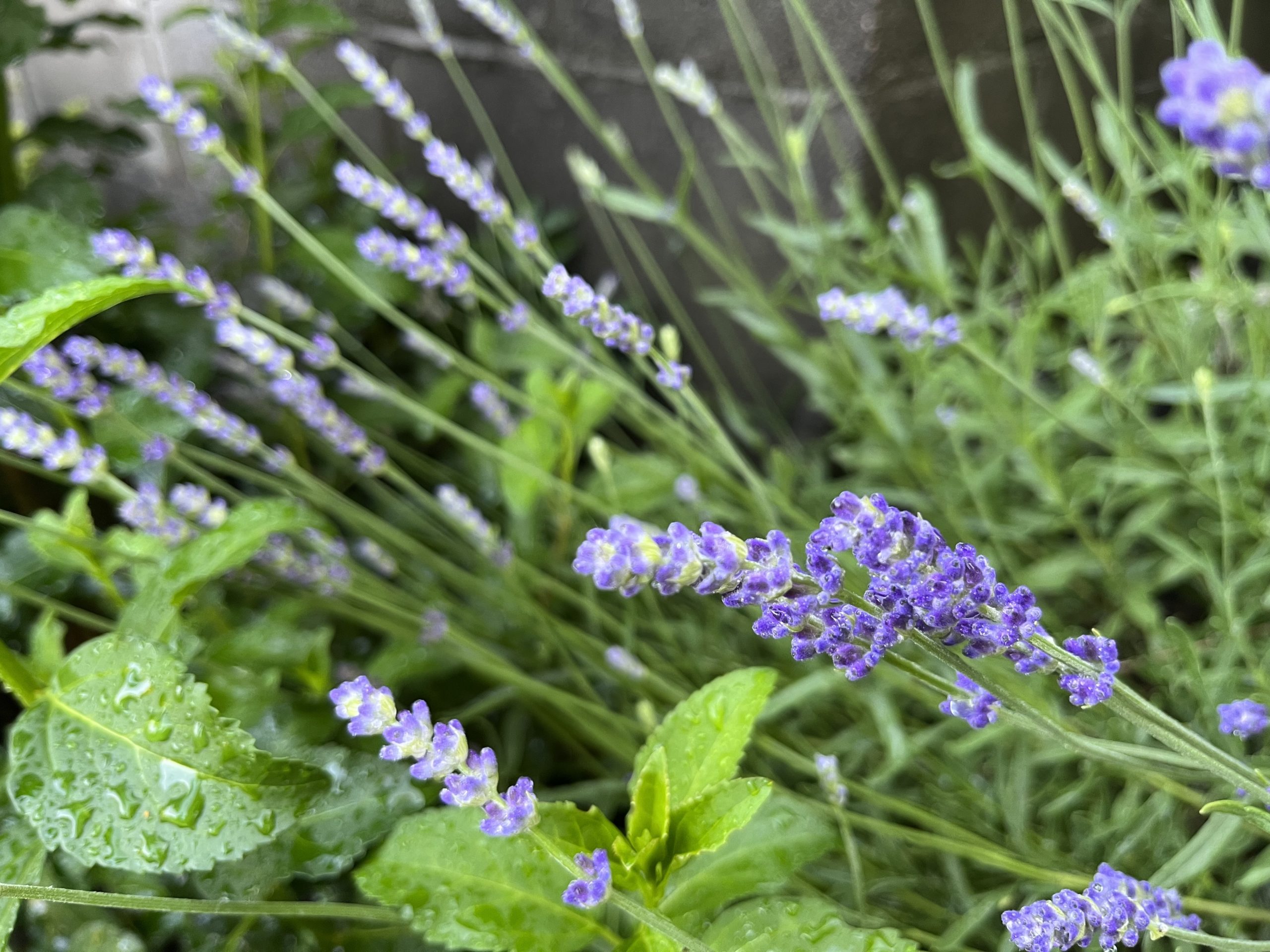 lavender growing in a garden