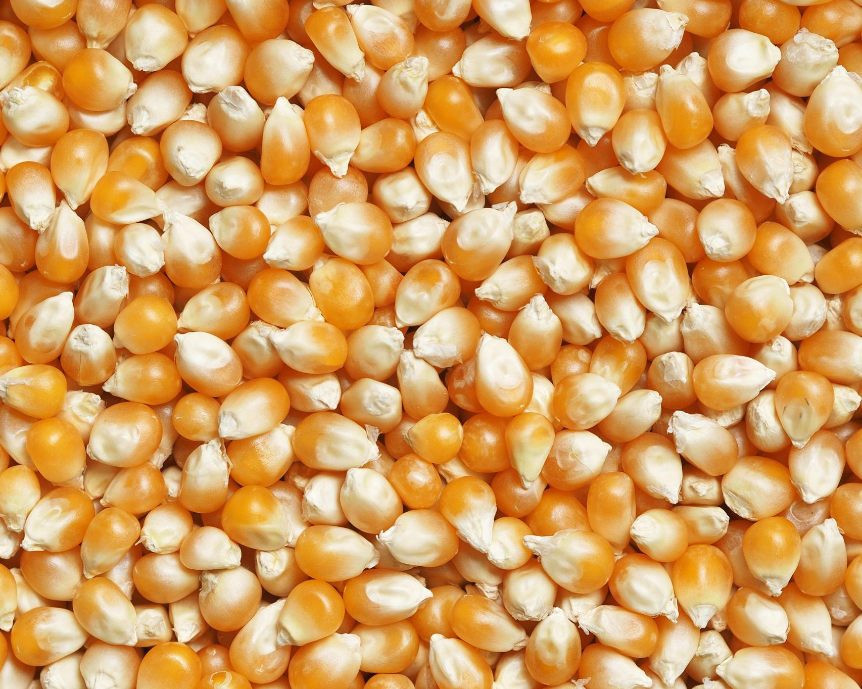 a layer of corn kernels
