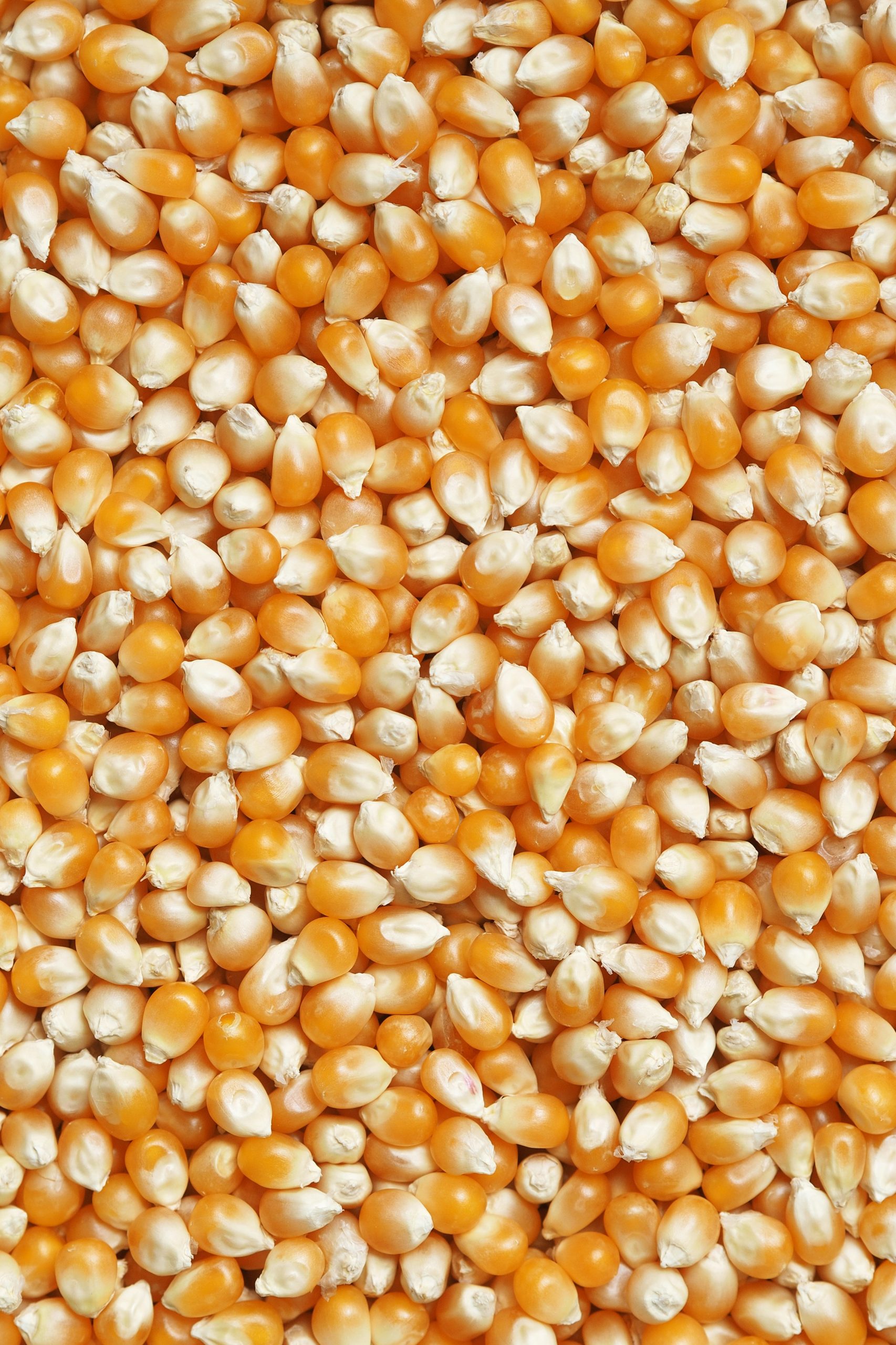 a layer of corn kernels